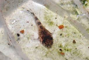 loricaridi