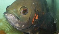 Astronutus ocellatus