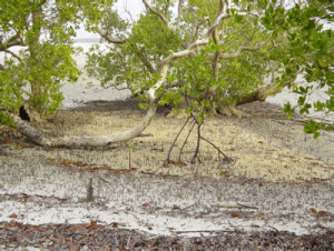 albero di mangrovia nera