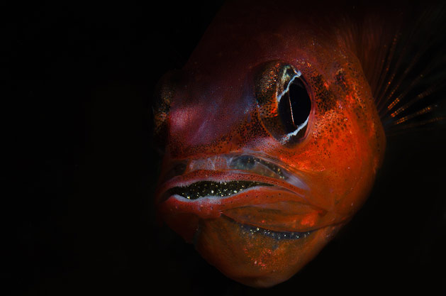 Pesce marino Apogon imberbis