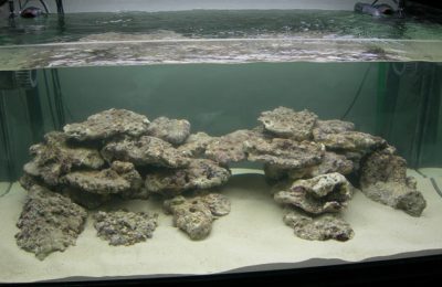 Il Carbone attivo nell'acquario dolce - acquaportal
