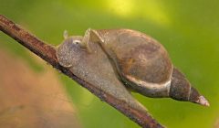 Lymnaea stagnalis lumache dannose in acquario