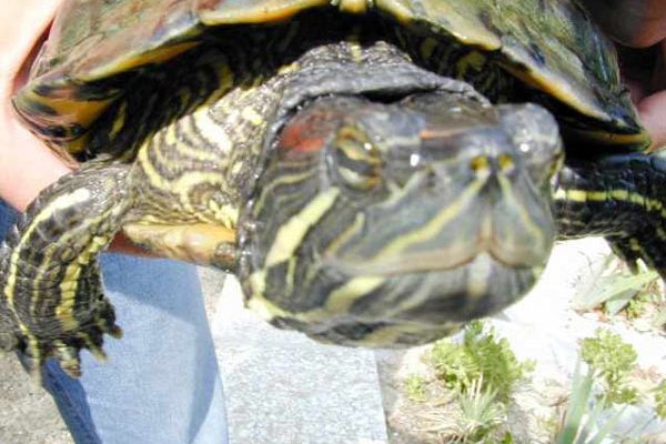 Patologie oculari nelle tartarughe