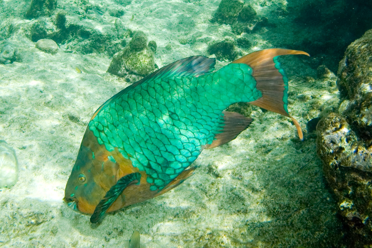 pesce pappagallo arcobaleno
