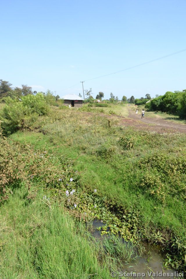 142-road-side-channels-near-odienya-with-no-Nothobranchius