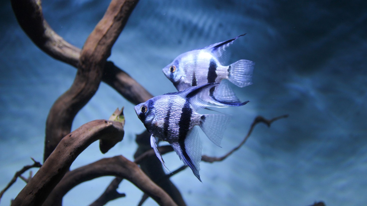 Pterophyllum scalare, un'icona dell'acquario - acquaportal