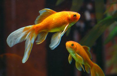 Pesce rosso: tutto quello che c'è da sapere sul pesce più famoso
