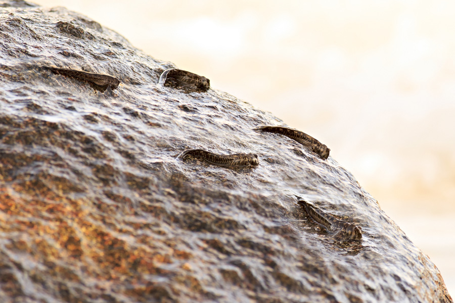 Anabas testudineus cammina su roccia e respira aria atmosferica