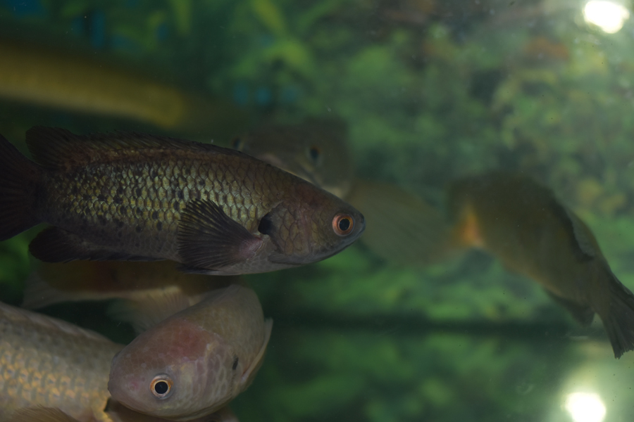 Anabas testudineus Anabantidi pesce che emette suoni e cammina terraferma 