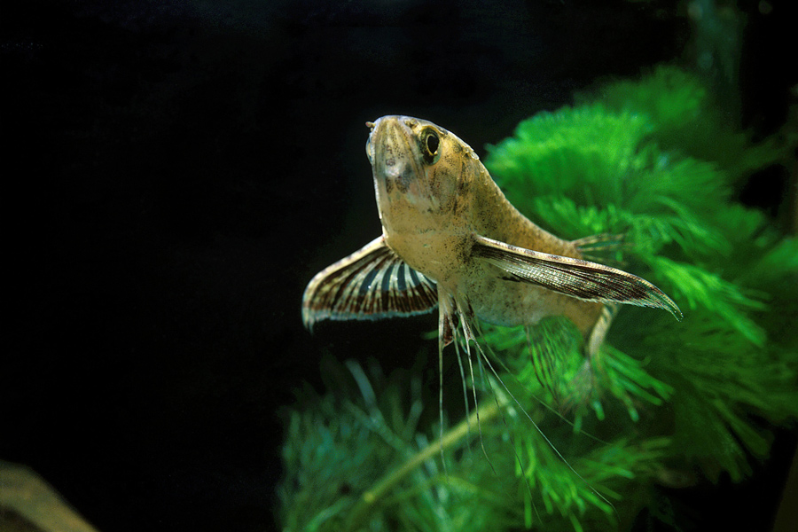 pesce farfalla dolce africano predatore fiume