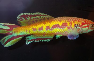 Callopanchax killifish occidentalis