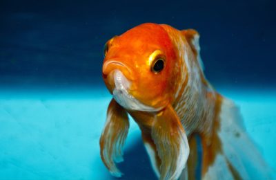 pesce rosso riconosce persone allevatore padrone