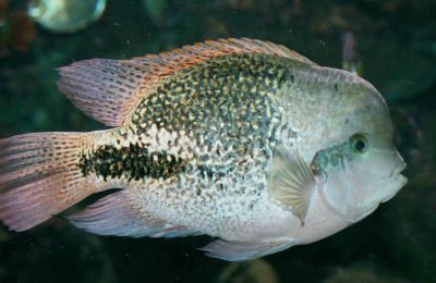 Cichlsoma synspilum acquario