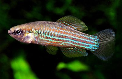 cuban killifish CUBANICTHYS CUBENSIS